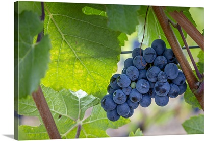 USA, Oregon, Elk Cove Winery, Grapes On The Vine