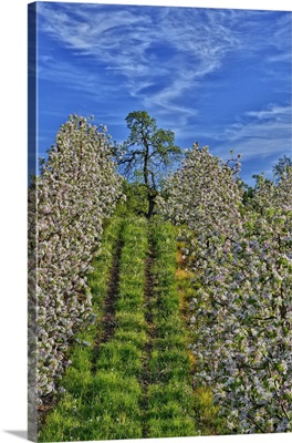 USA, Oregon, Hood River, Apple Orchard In Full Bloom