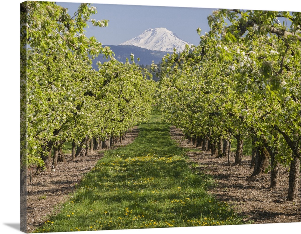USA, Oregon. Mt. Adams as seen from a fruit orchard in bloom.