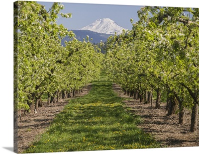 USA, Oregon, Mt. Adams As Seen From A Fruit Orchard In Bloom