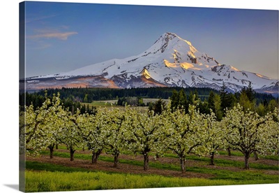 USA, Oregon, Pear Orchard In Bloom And Mt, Hood