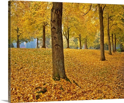 USA, Oregon, Portland, American Linden Trees In Fall Colors In Laurelhurst Park