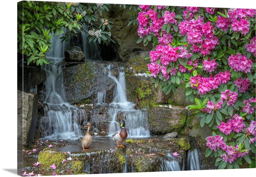 USA, Oregon, Portland, Crystal Springs Rhododendron Garden, Mallard ducks (male and female pair) on rocks next to waterfal...