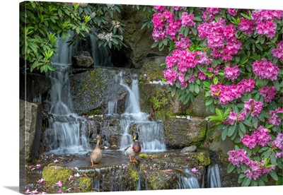 USA, Oregon, Portland, Crystal Springs Rhododendron Garden, Mallard Ducks