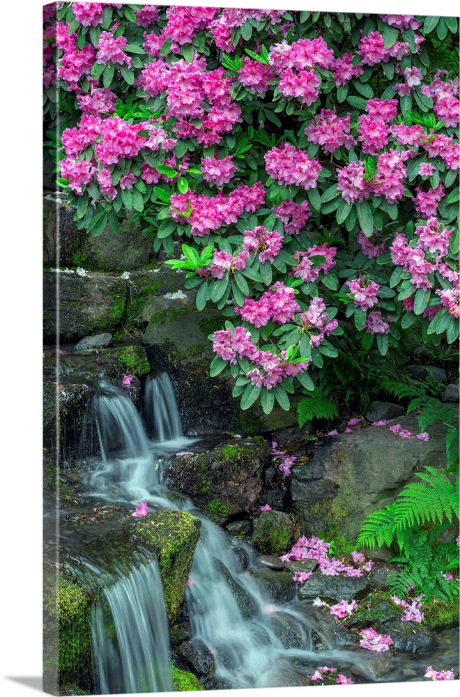 USA, Oregon, Portland, Crystal Springs Rhododendron Garden, Rhododendron blooms alongside waterfall and ferns.