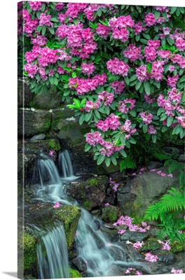 USA, Oregon, Portland, Crystal Springs Rhododendron Garden, Rhododendron Blooms