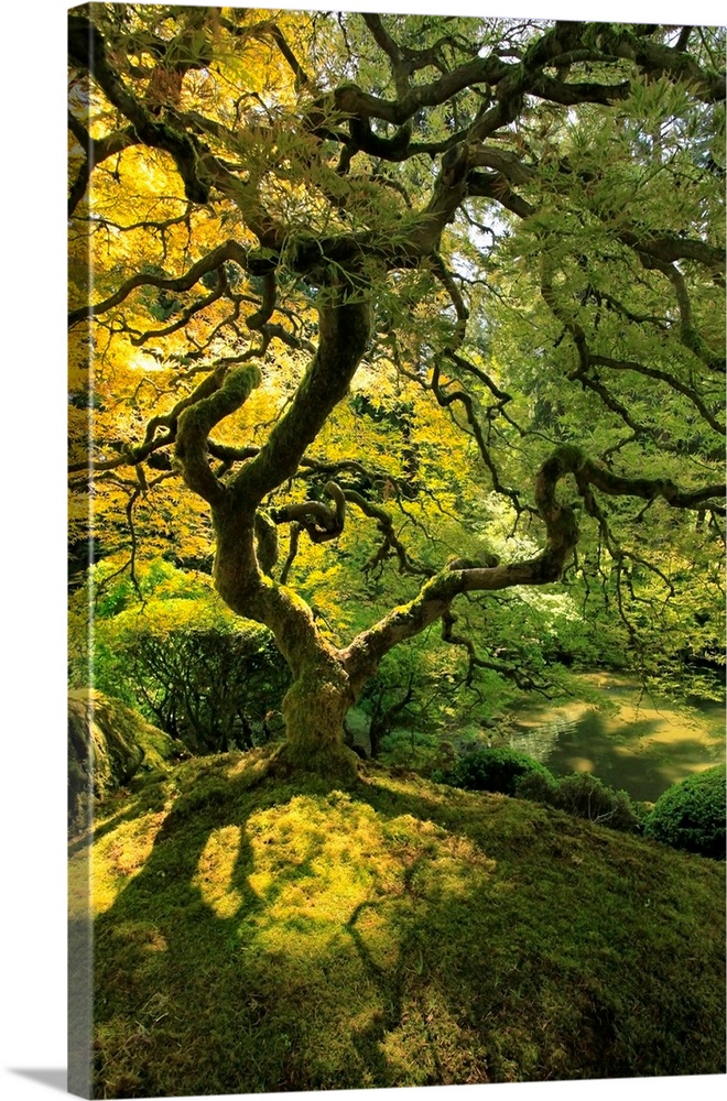 USA, Oregon, Portland. Japanese lace maple tree in Portland Japanese Garden.