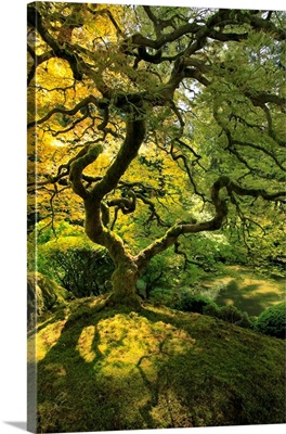 USA, Oregon, Portland, Japanese Lace Maple Tree In Portland Japanese Garden