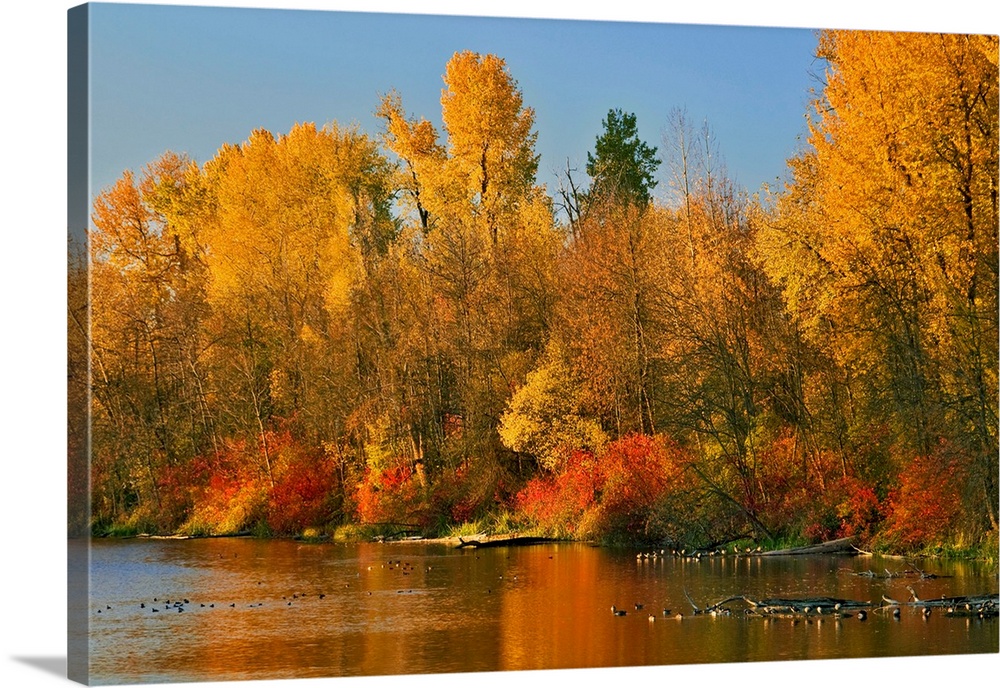 USA, Oregon, Portland. Johnson Lake and waterfowl in autumn.