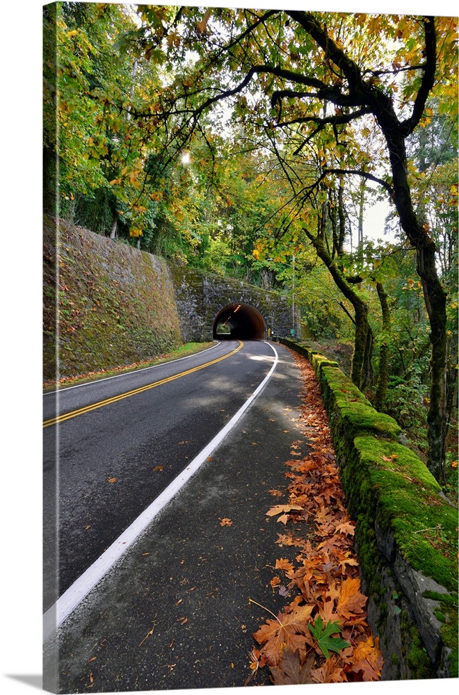 USA, Oregon, Portland. Macleay Park and road in autumn.
