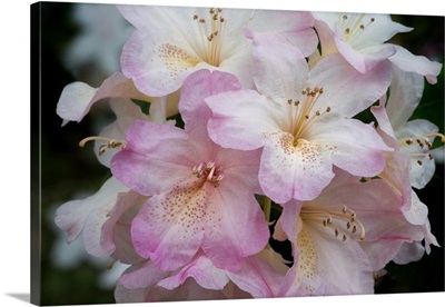 USA, Oregon, Shore Acres State Park, Rhododendron Flowers Close-Up
