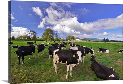 USA, Oregon, Tillamook County, Holstein Cows In Pasture