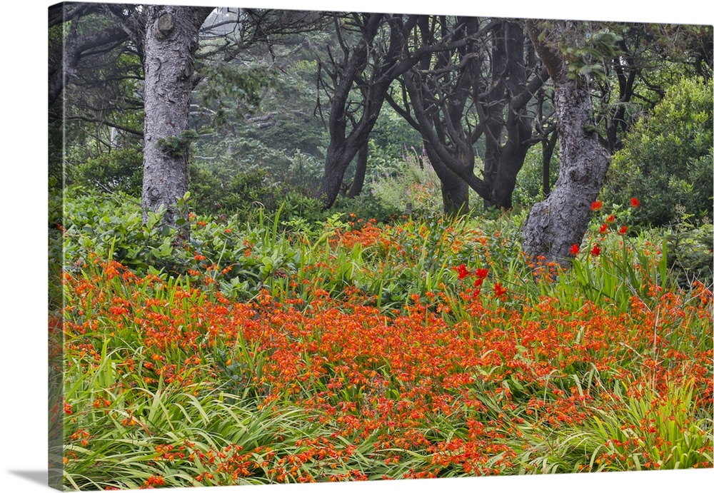 USA, Oregon, Yachats. Crocosmia growing in amongst Sitka Spruce trees.