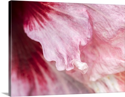 USA, Pennsylvania, Close-Up Of A Hibiscus Flower