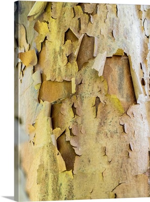 USA, Pennsylvania, Colorful Bark On A Tree In A Garden