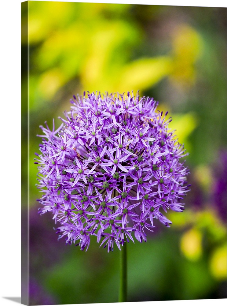 USA, North America, Pennsylvania. Close-Up Image Of The Summer Flowering Bulbous Perennial Purple Allium Flowers.