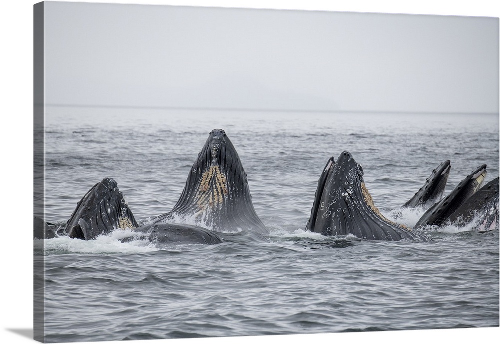 USA, SE Alaska, Inside Passage, Fredrick Sound. Humpback whales bubble net feeding.