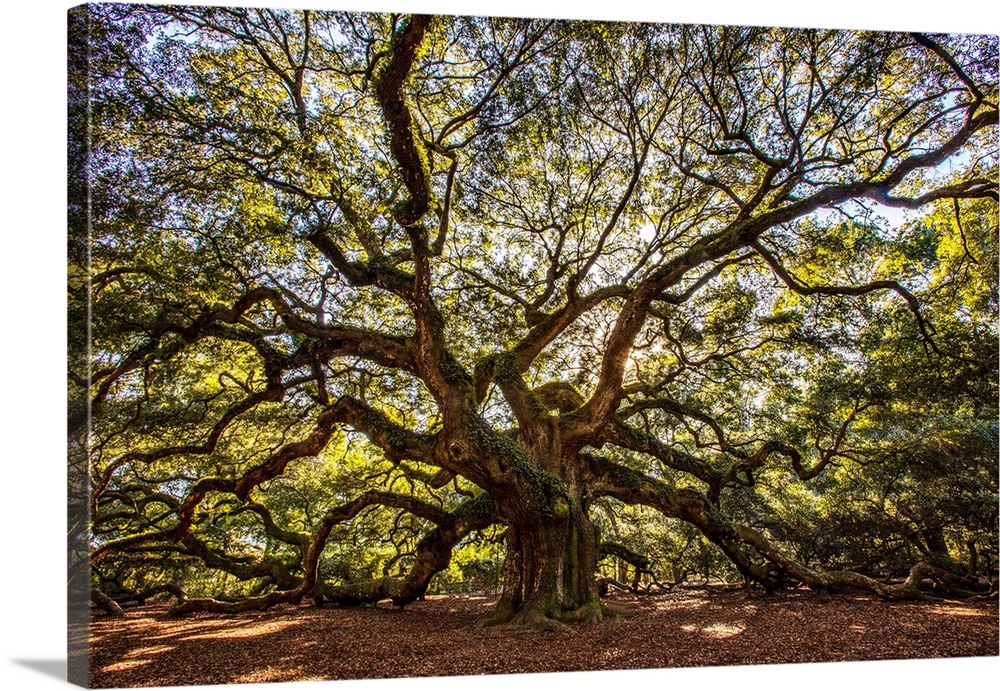 USA, South Carolina, Charleston, Angel Oak