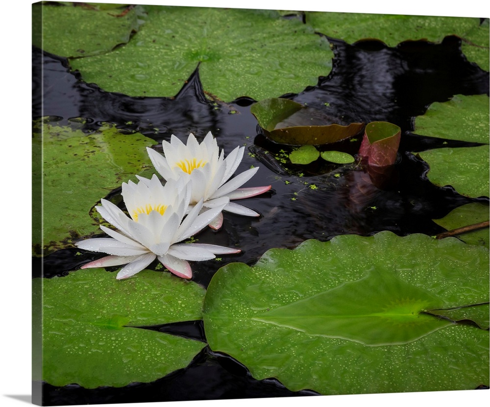 USA, South Carolina, Charleston, Cypress Gardens. Pond lily blooms.