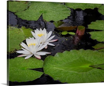 USA, South Carolina, Charleston, Cypress Gardens, Pond Lily Blooms
