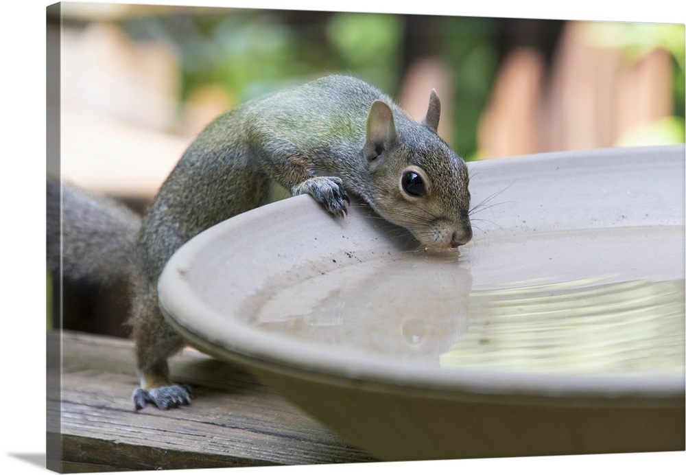 USA, Tennessee. Eastern gray squirrel drinks at bird bath reflected in water. United States, Tennessee.