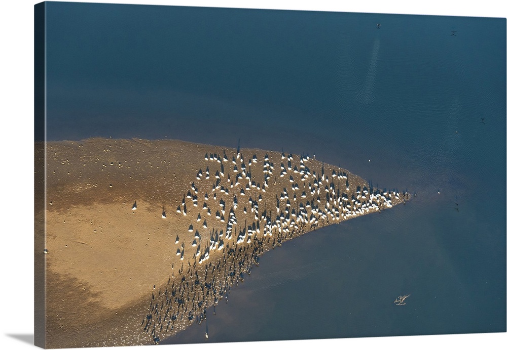 USA, Tennessee. White pelicans and cormorants creating patterns. United States, Tennessee.