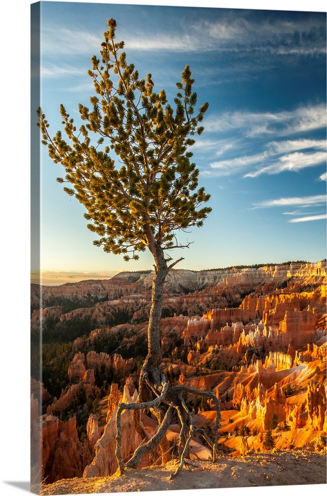 USA, Utah, Bryce Canyon National Park. Sunrise on ponderosa pine and canyon.