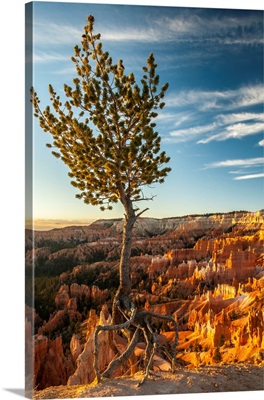USA, Utah, Bryce Canyon National Park, Sunrise On Ponderosa Pine And Canyon