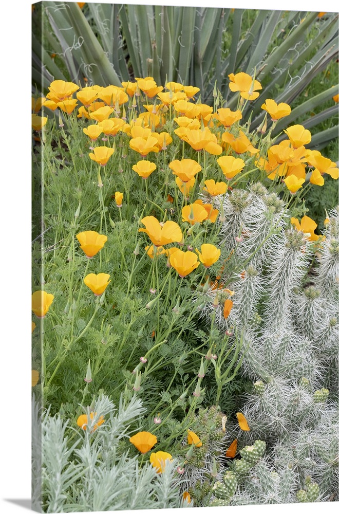 USA, Utah. California poppy and cliffrose.