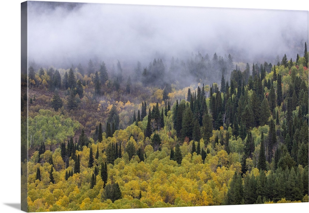 USA, Utah. Highway 89 Aspens and evergreens in Autumn Colors along the highway going to Logan.