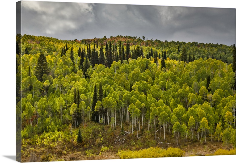 USA, Utah. Highway 89 Aspens and evergreens in Autumn Colors along the highway going to Logan.