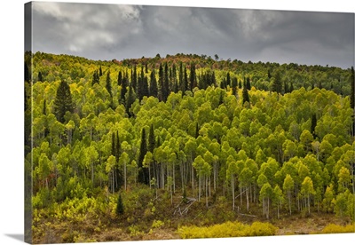 USA, Utah, Highway 89, Aspens And Evergreens In Autumn