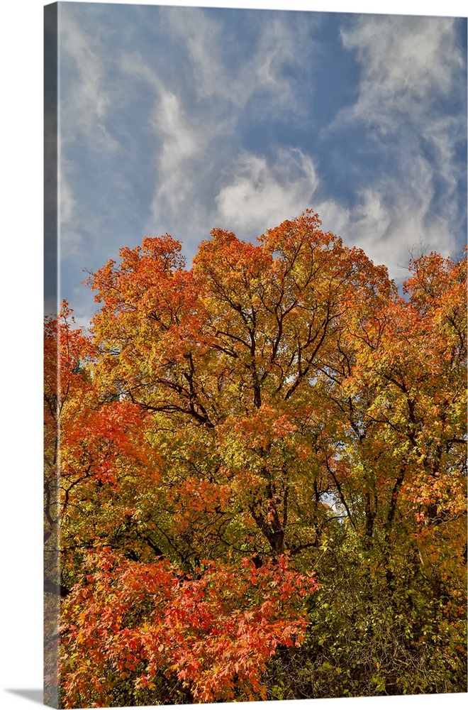 USA, Utah, Highway 89 Logan Canyon with Canyon Maples in fall colors.