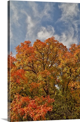USA, Utah, Highway 89 Logan Canyon With Canyon Maples In Fall Colors