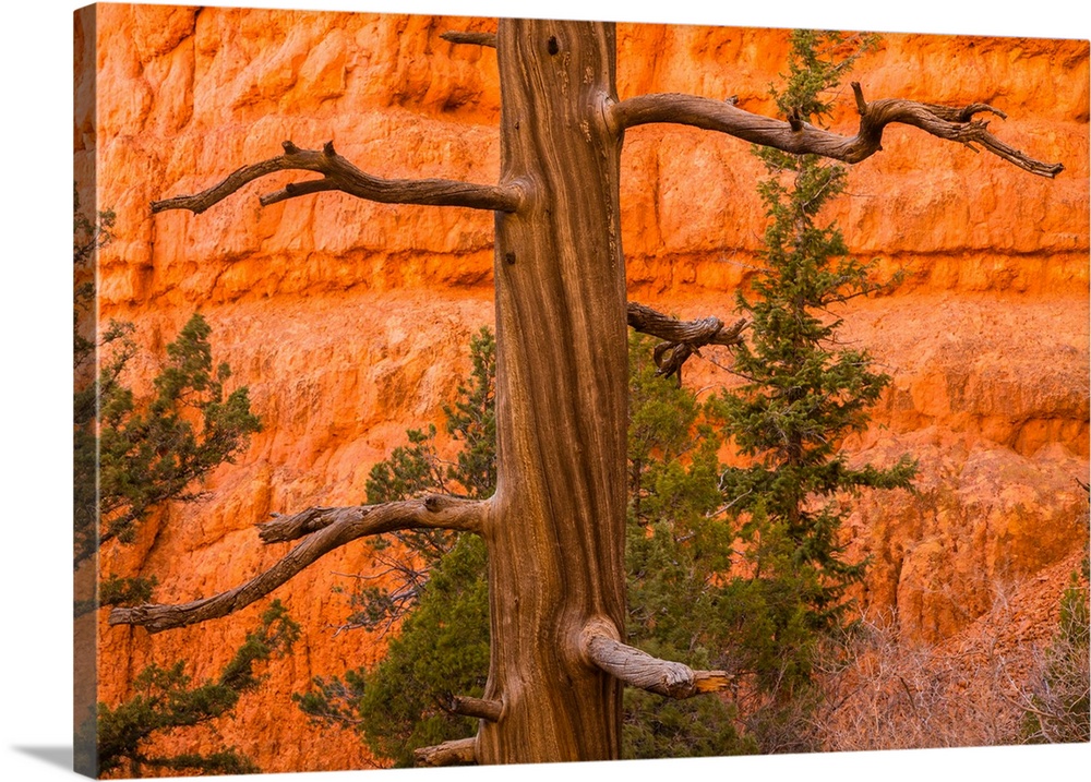 USA, Utah, Red Canyon. Rock formation and dead ponderosa pine tree.