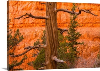 USA, Utah, Red Canyon, Rock Formation And Dead Ponderosa Pine Tree