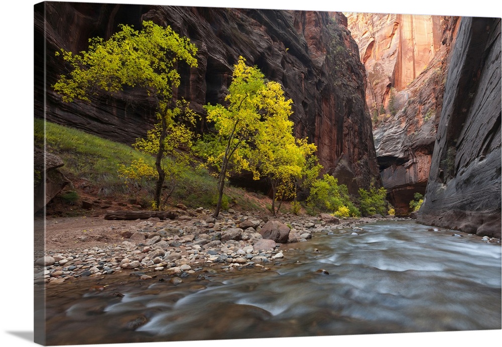 USA, Utah, Zion National Park. Fall colors in the Virgin River, The Narrows.