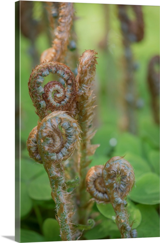 USA, Washington, Bainbridge Island. Sword fern fronds and oxalis in spring.