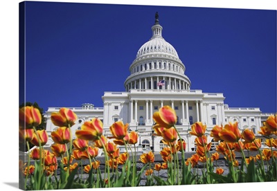 USA, Washington DC, Tulips Bloom In Front Of Capitol Building