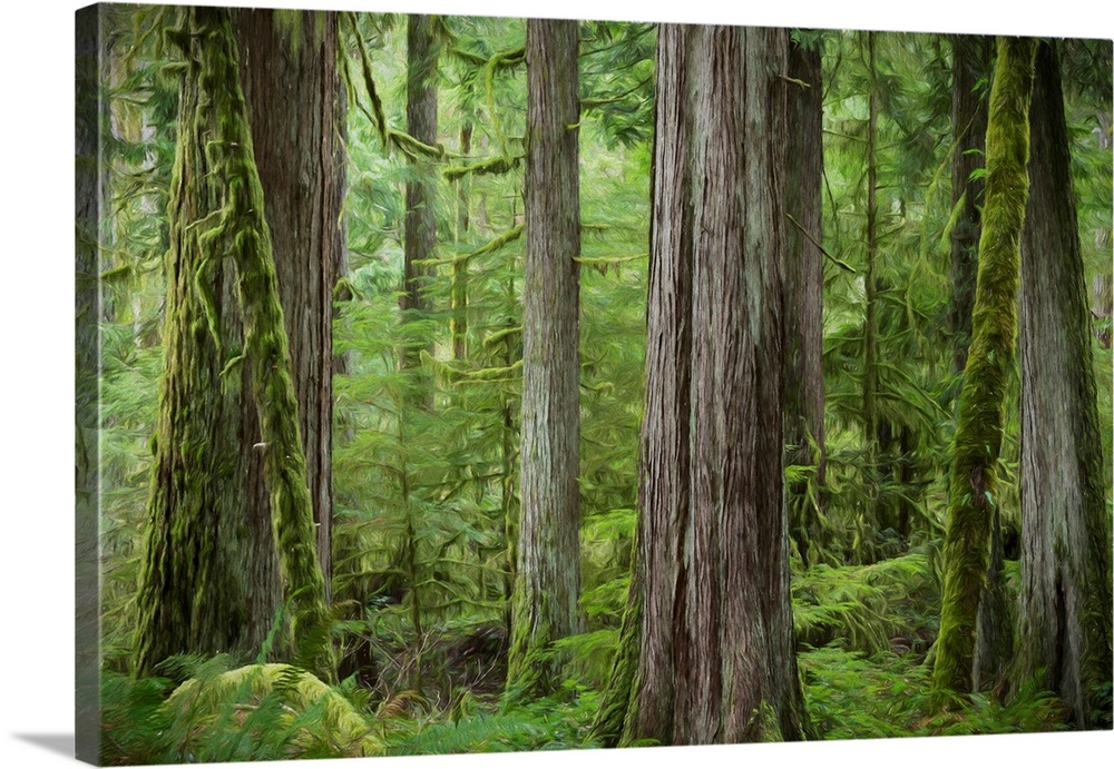 USA, Washington, Olympic National Park. Abstract of old growth forest.