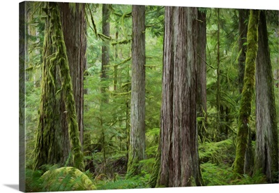 USA, Washington, Olympic National Park, Abstract Of Old Growth Forest