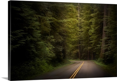 USA, Washington, Olympic National Park, Western Hemlock Trees Line Road