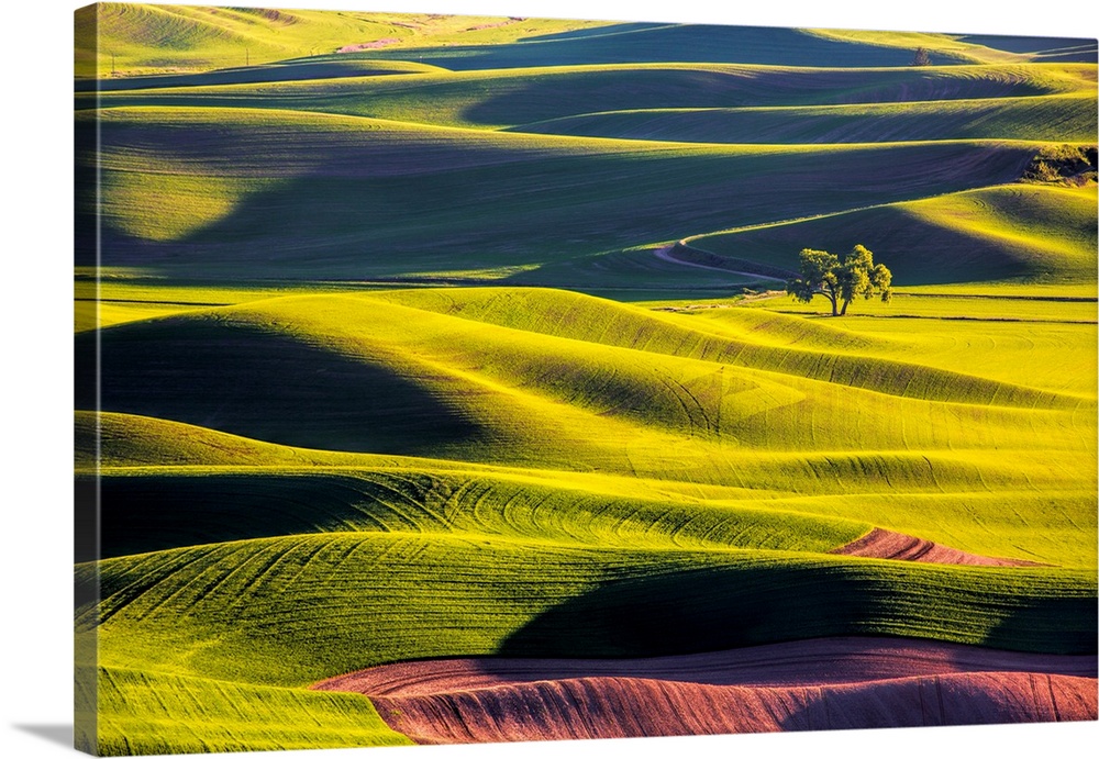 North America, USA, Washington, Palouse Country, Lone Tree in Wheat Field with Evening Light