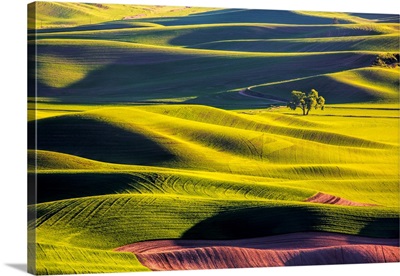 USA, Washington, Palouse Country, Lone Tree In Wheat Field With Evening Light