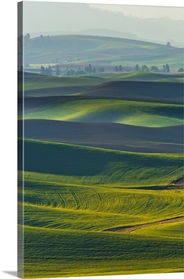 USA, Washington, Palouse Country, Spring Rolling Hills Of Wheat And Fallow Fields