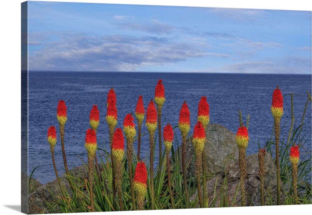 USA, Washington, Point No Point County Park. Red hot pokers plants and ocean.