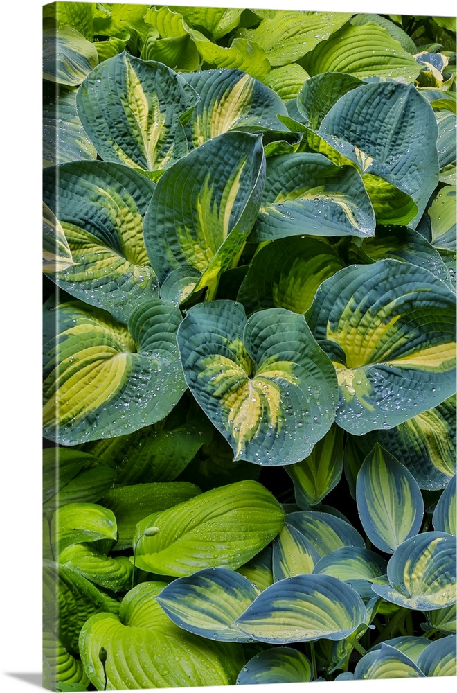 USA, Washington, Sammamish, hosta grown in pots.