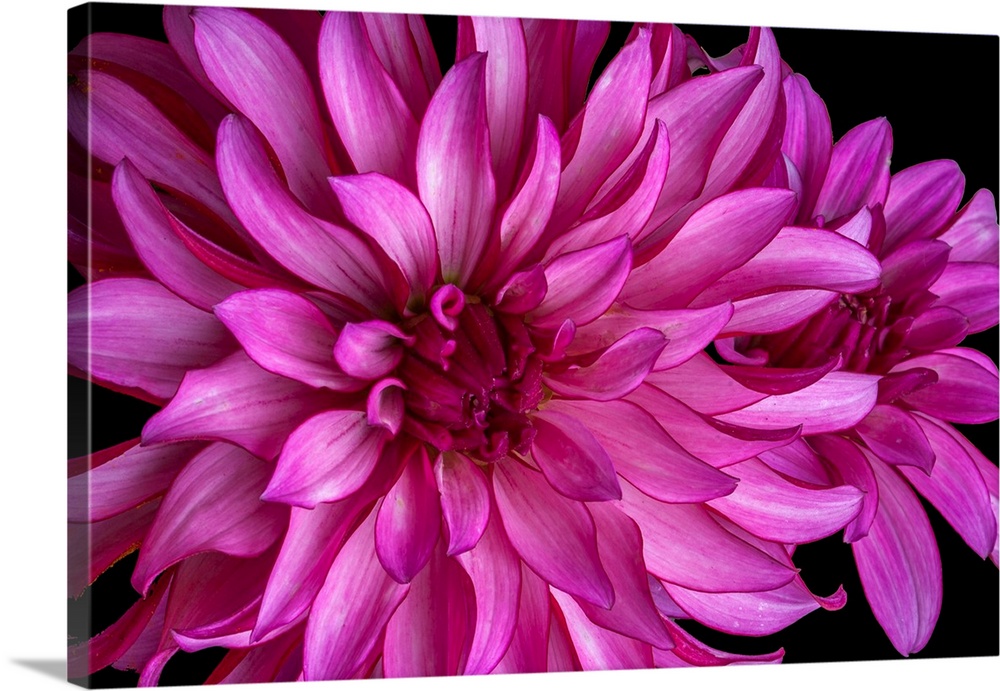 USA, Washington, Sammamish, Pink Flower
