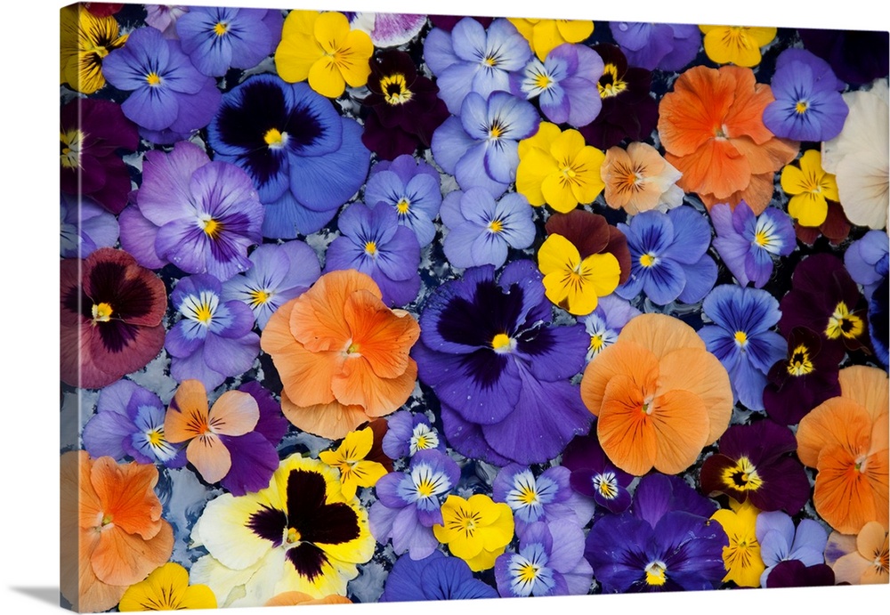 USA, Washington, Sammimish, Pansies