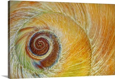 USA, Washington, Seabeck, Abstract Of Moon Snail Shell Close-Up
